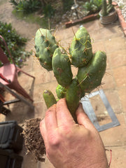 👑🌶️🌶️  TBM  Clone B — XL Rooted Cluster