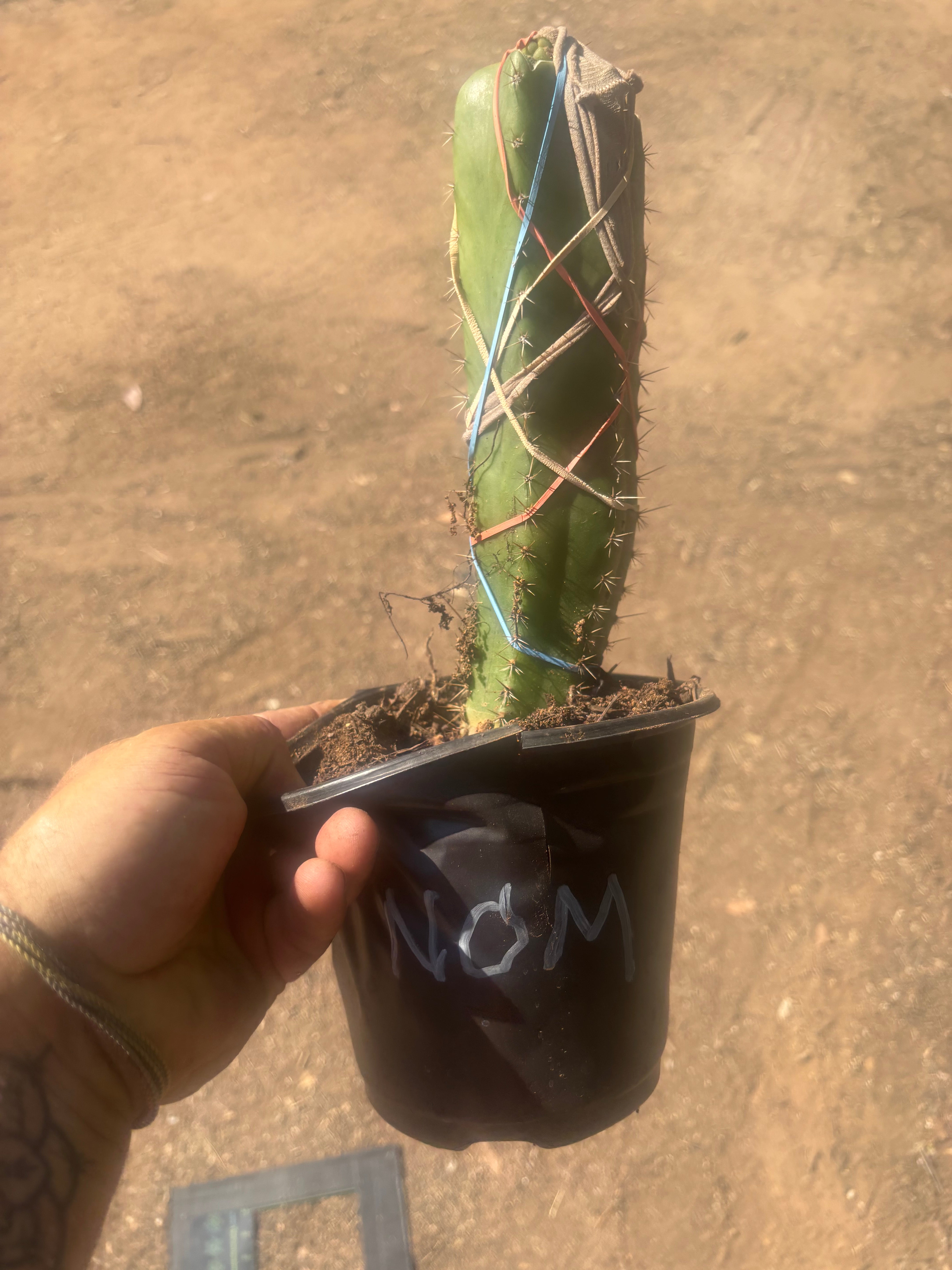 💎🌶️🌶️ NOM — Pup Graft On Seed Grown Rooted Stock