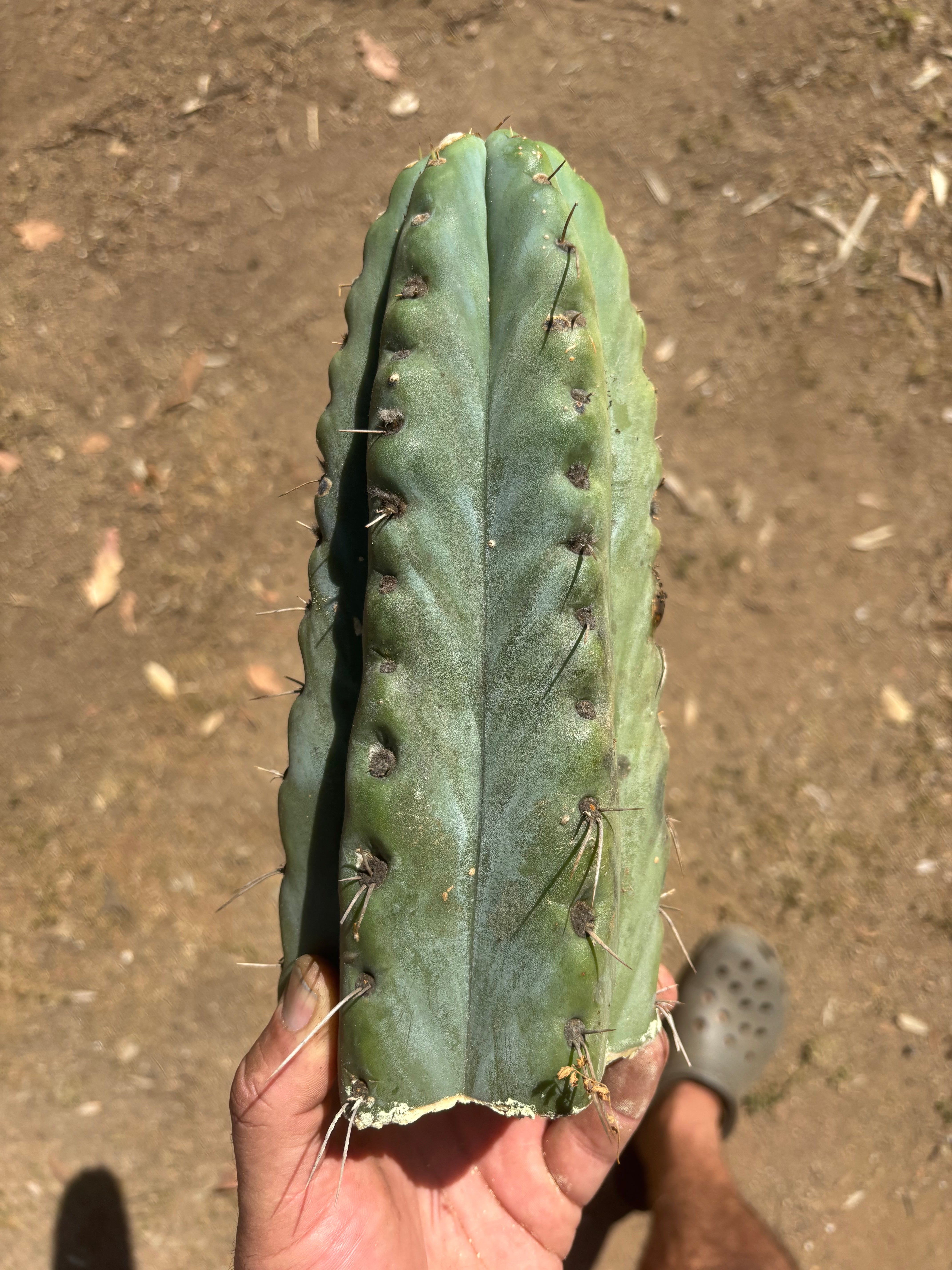 💎🌶️🌶️ NOM —  Fat 10” Tip