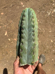 💎🌶️🌶️ NOM —  Fat 10” Tip