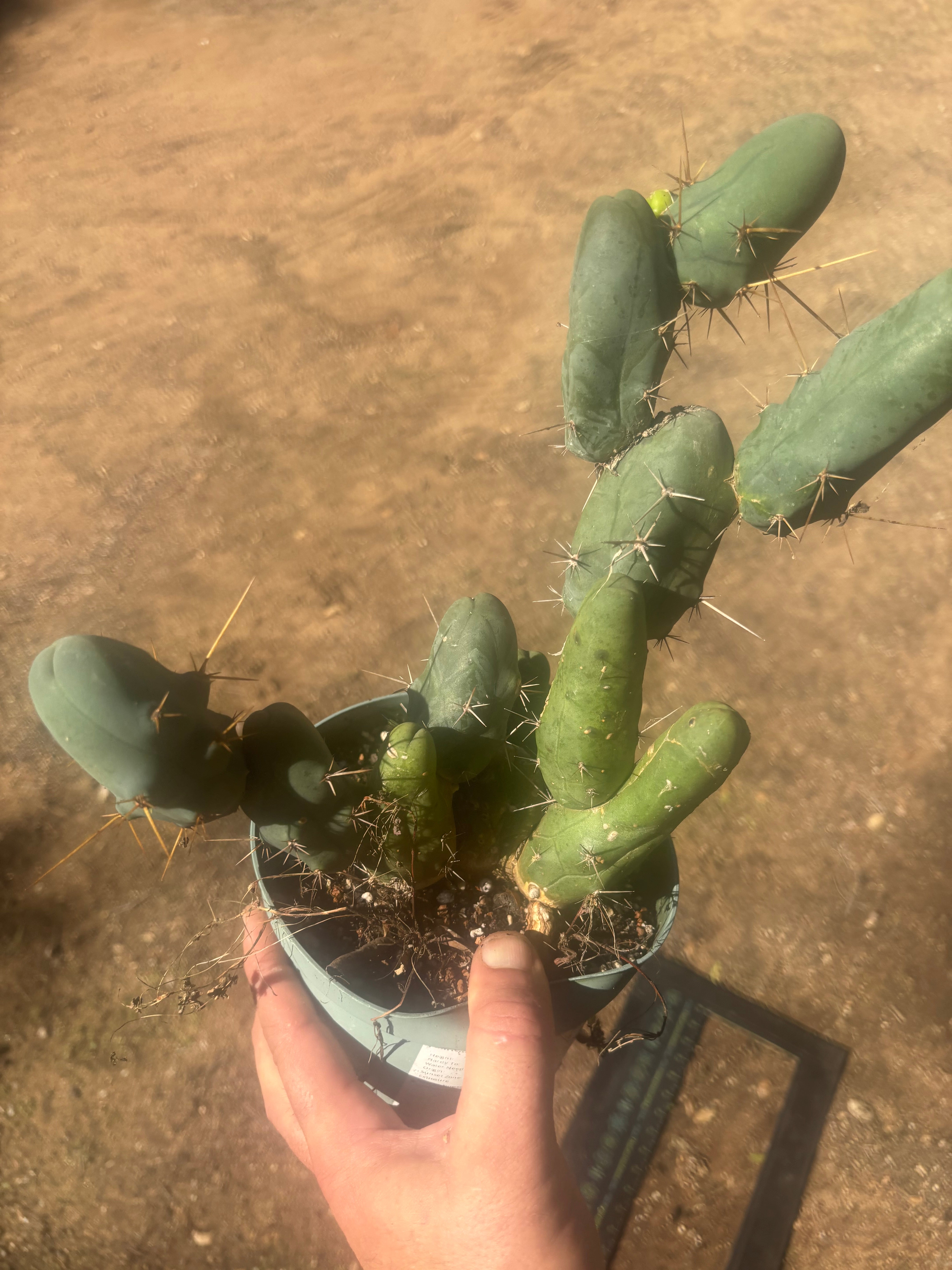 👑🌶️🌶️  TBM Clone B — Fully Rooted, 12 Segments