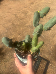 👑🌶️🌶️  TBM Clone B — Fully Rooted, 12 Segments