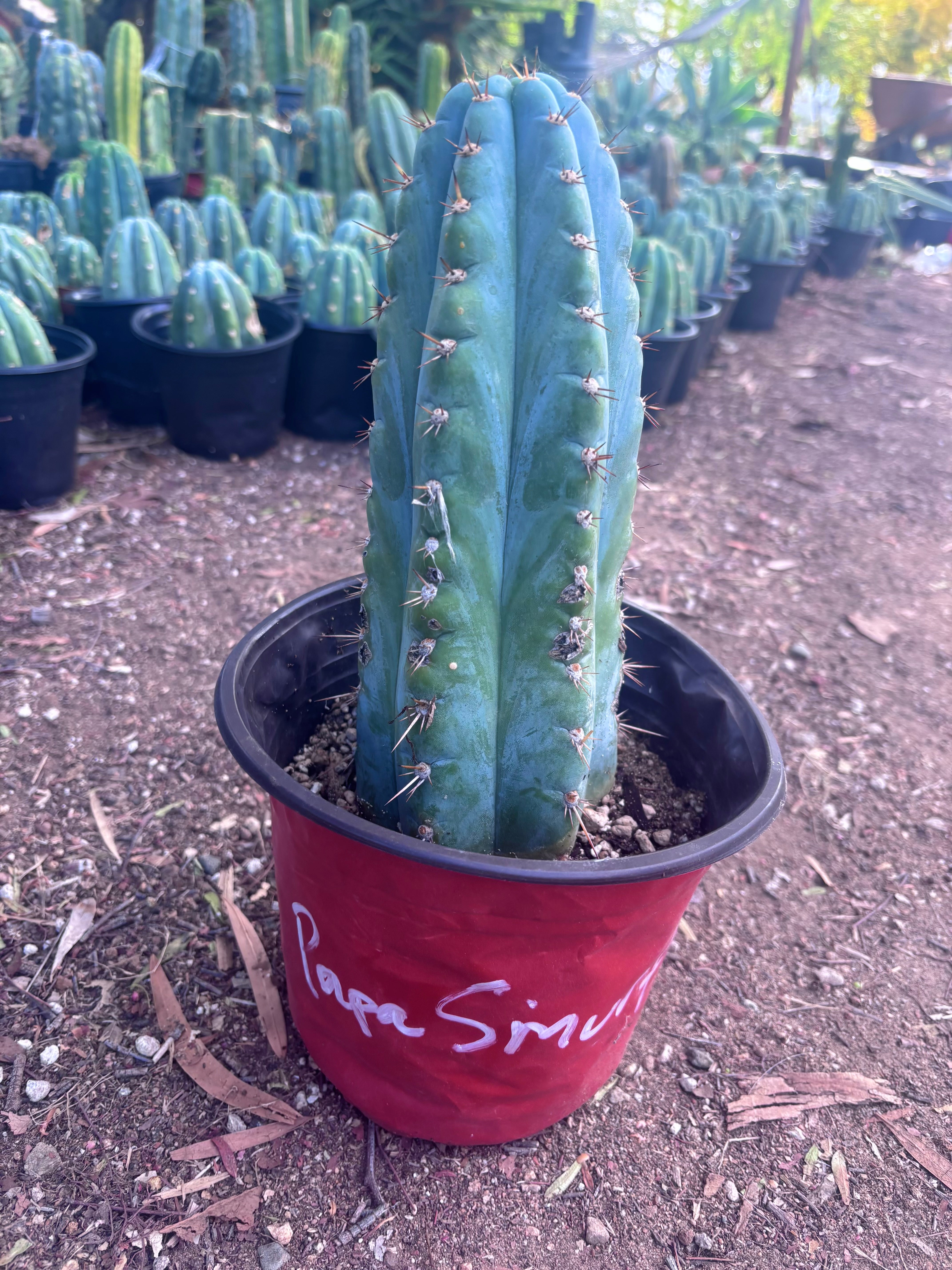 💎👑💎 Papa Smurf — Chonky 12” Rooted Tip