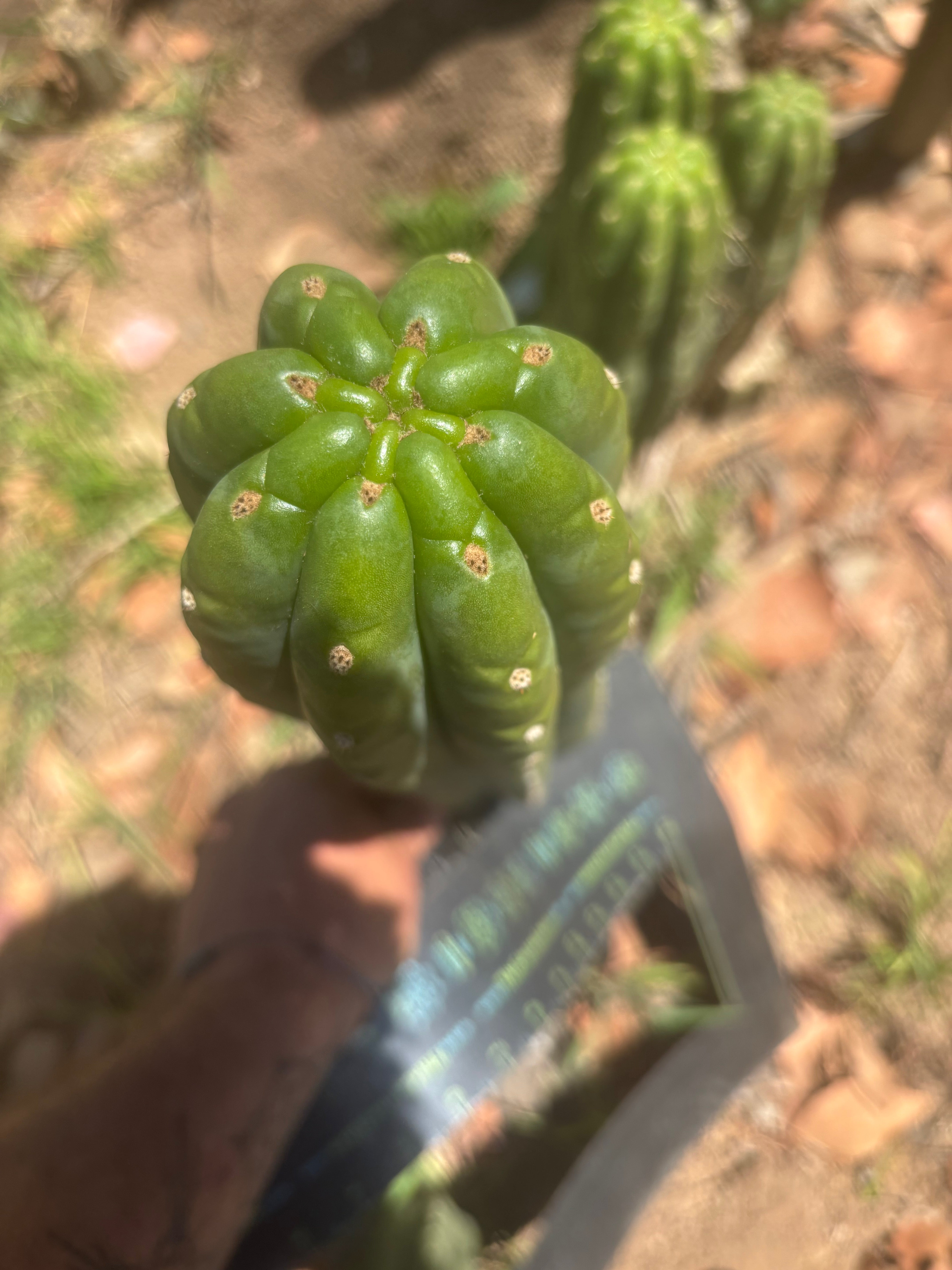 💎👑🌶️ The Field’s Pachanoi — XL 15” Pup