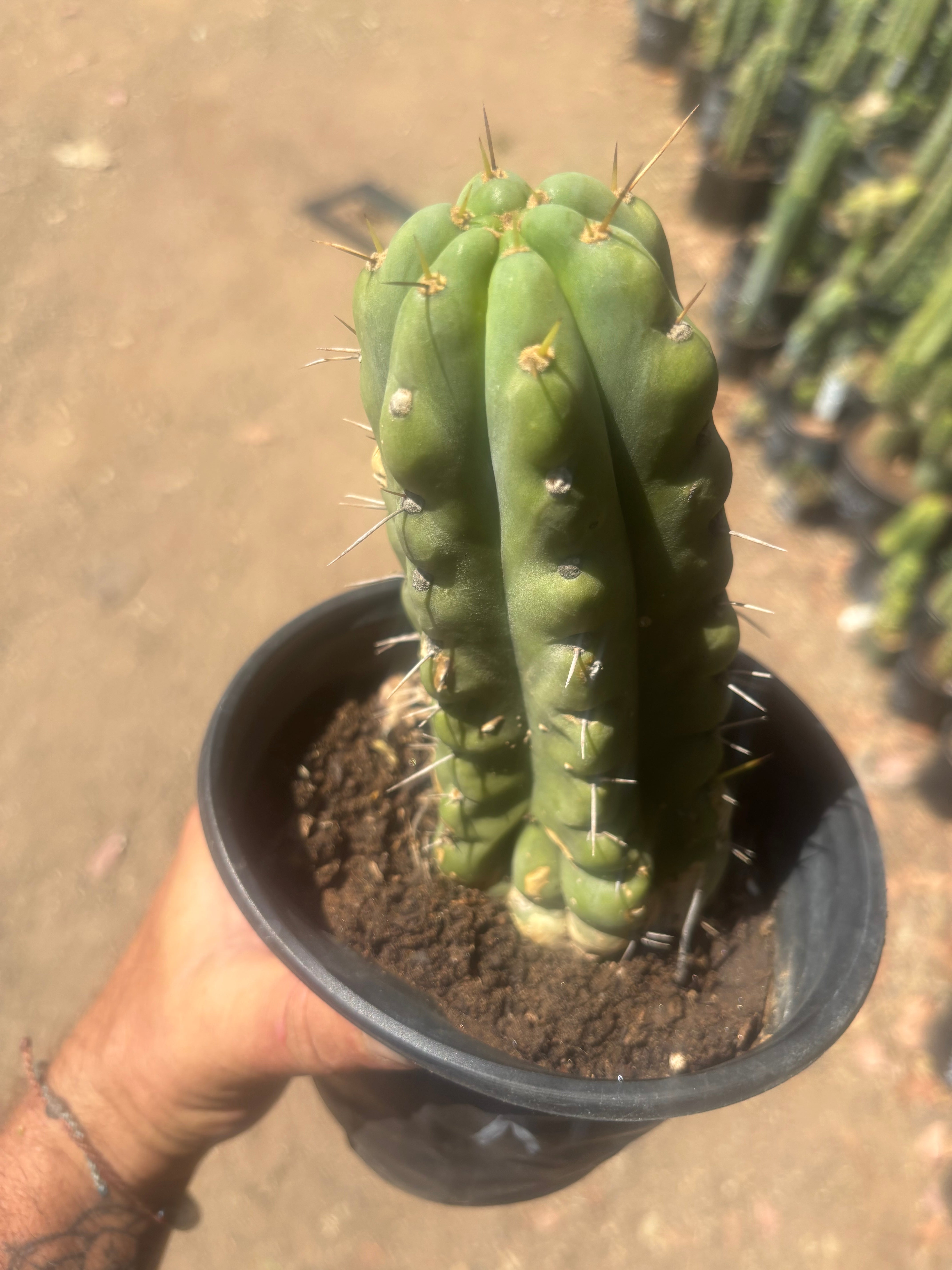 💎💎🌶️🌶️ NOM — Rooted 8” Pup