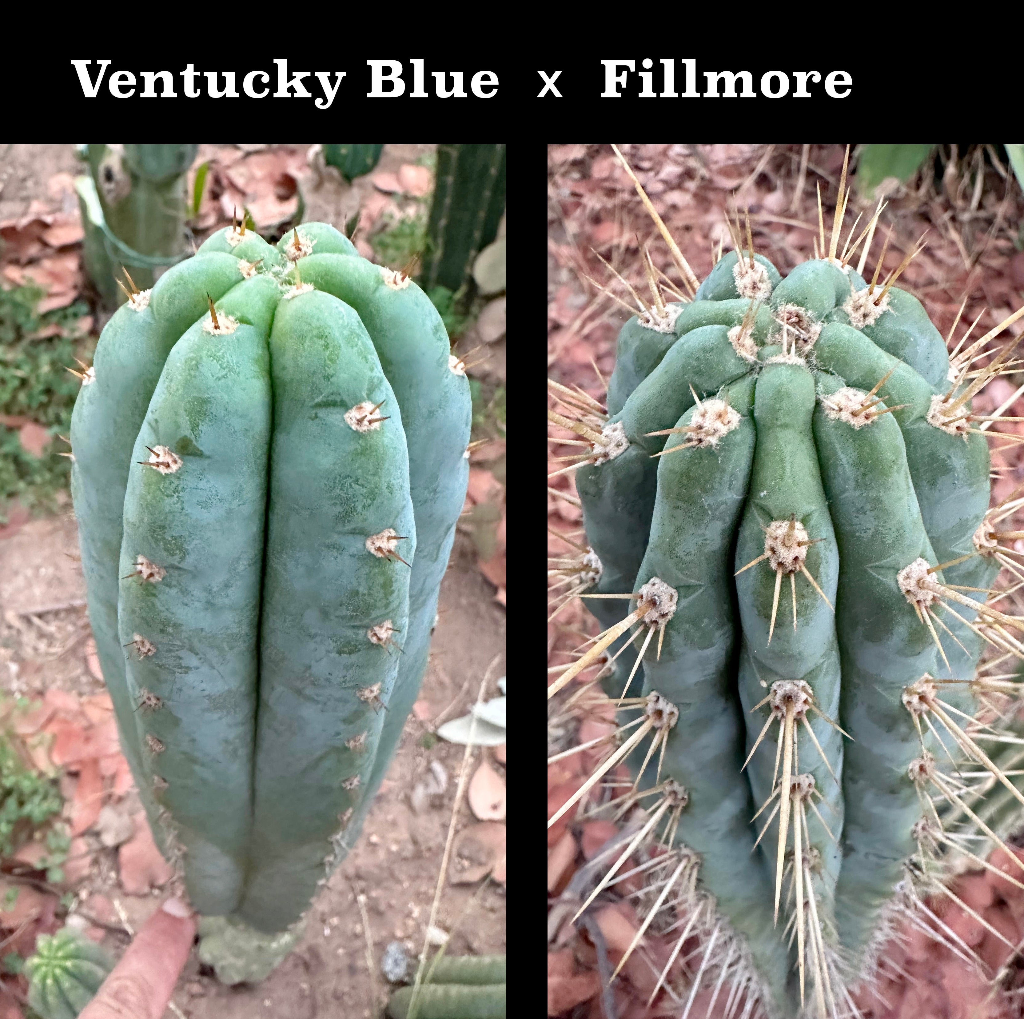 Latest Seedlings! Ventucky Blue x Fillmore
