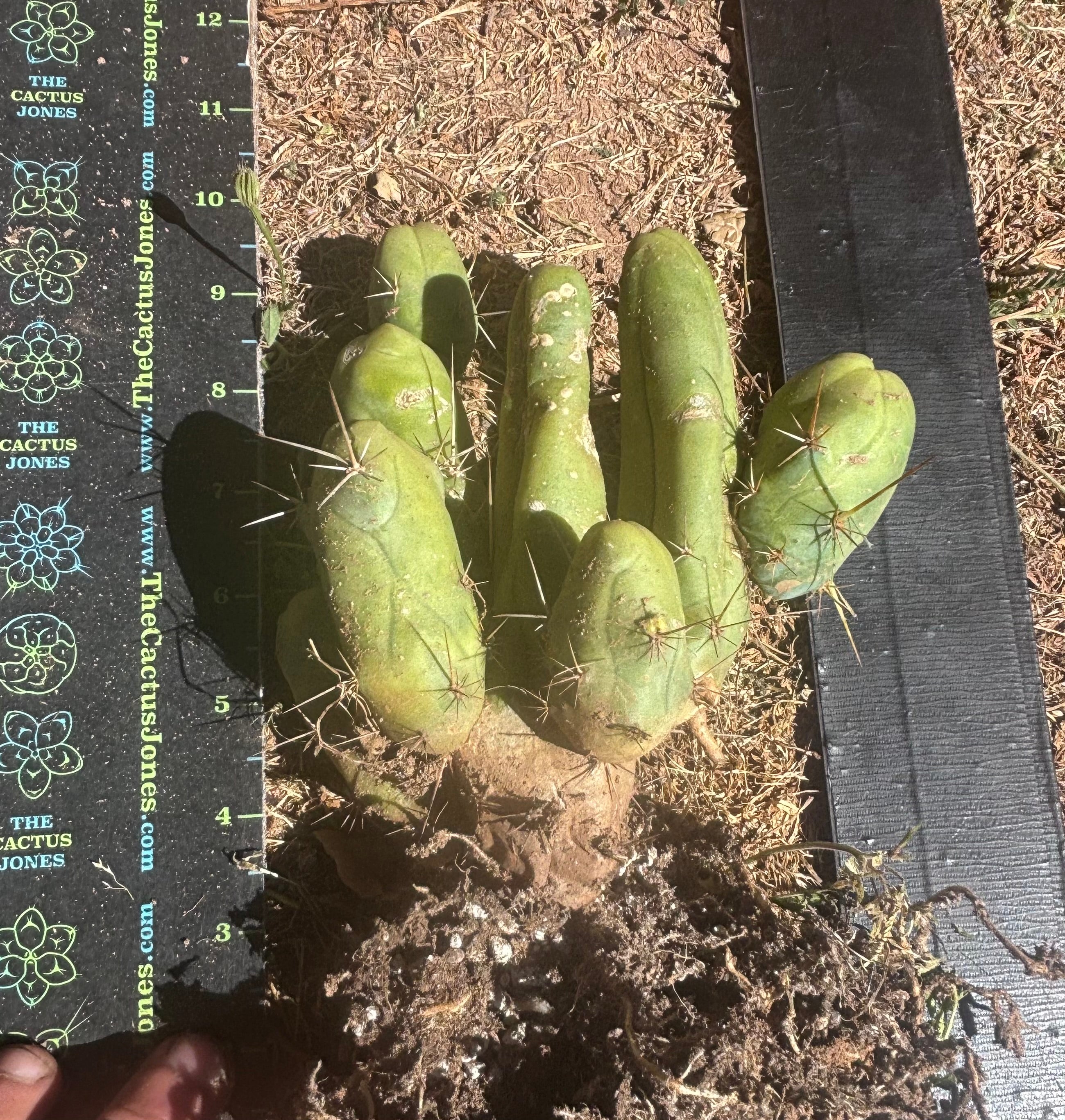 👑🌶️🌶️  TBM Clone B — XL Rooted