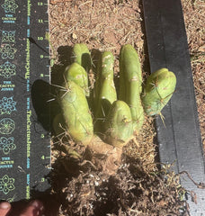 👑🌶️🌶️  TBM Clone B — XL Rooted