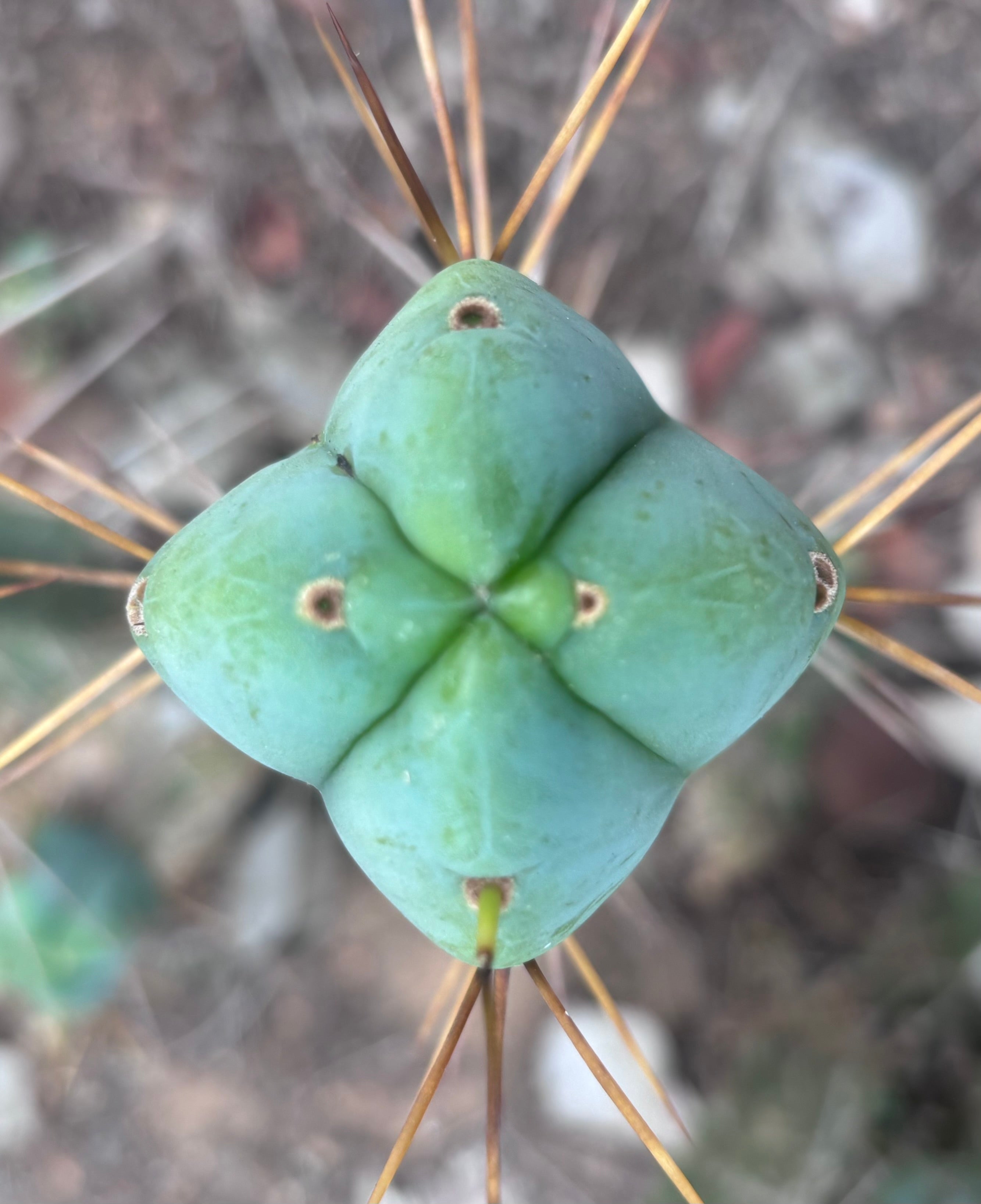 💎👑🌶️  La Paz  — 10” Fourwang Pup