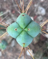 💎👑🌶️  La Paz  — 10” Fourwang Pup