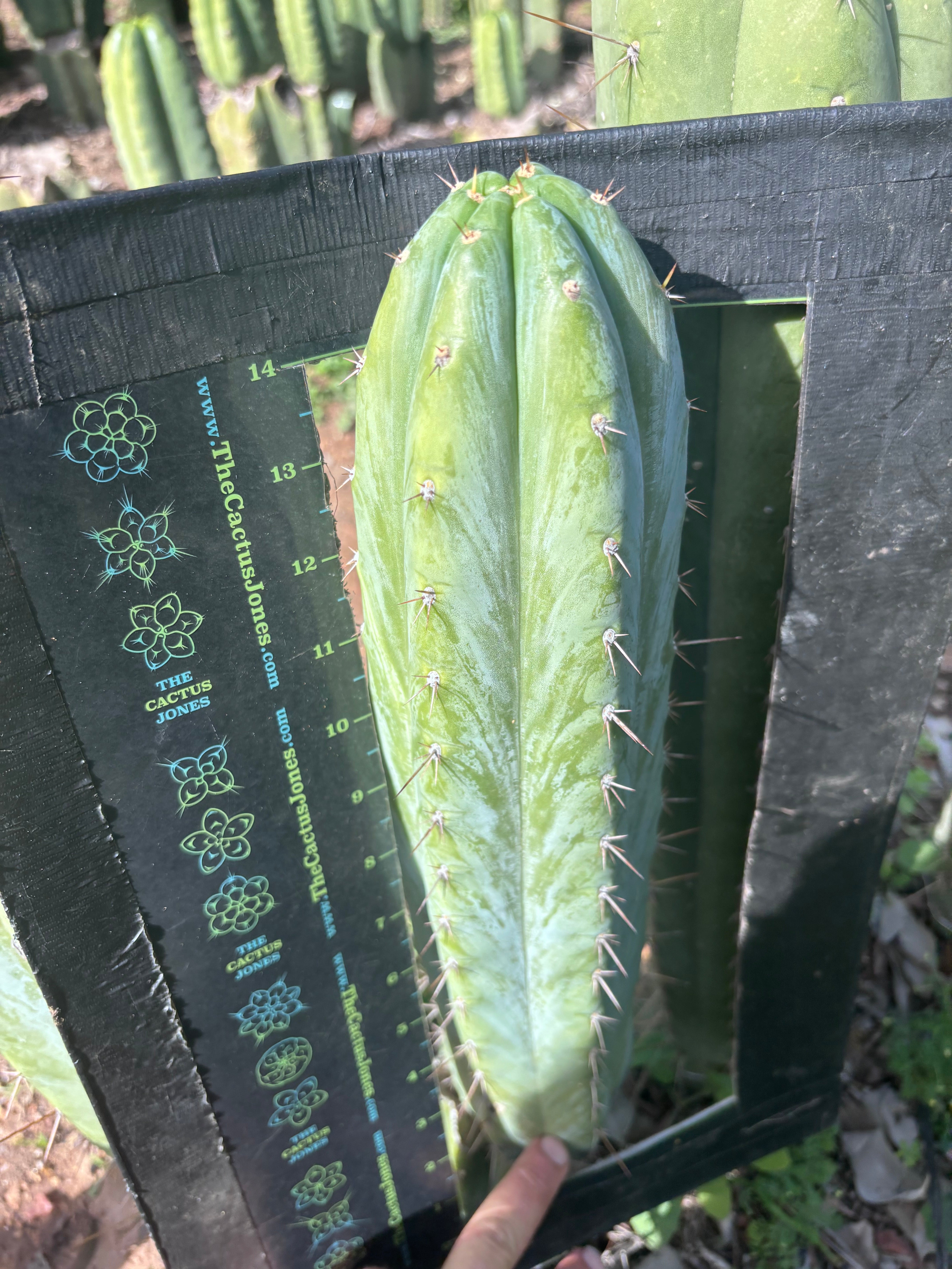 💎👑🌶️ Kimnach — Beefy XL 15” Pup