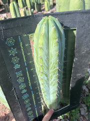 💎👑🌶️ Kimnach — Beefy XL 15” Pup