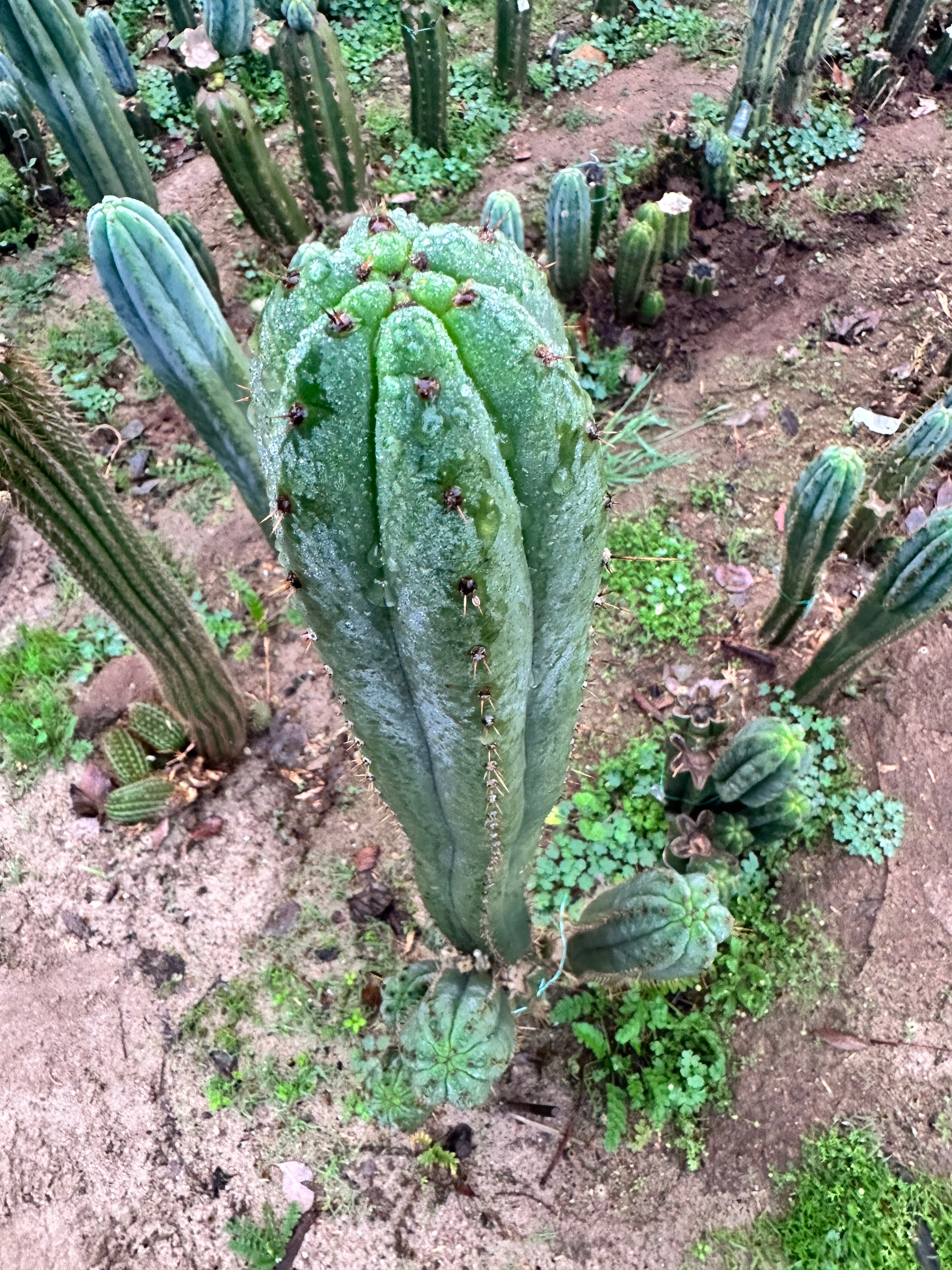 👑 KK339 — 4-5” Cutting.  FREE ADD-ON ITEM