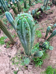 👑 KK339 — 4-5” Cutting.  FREE ADD-ON ITEM