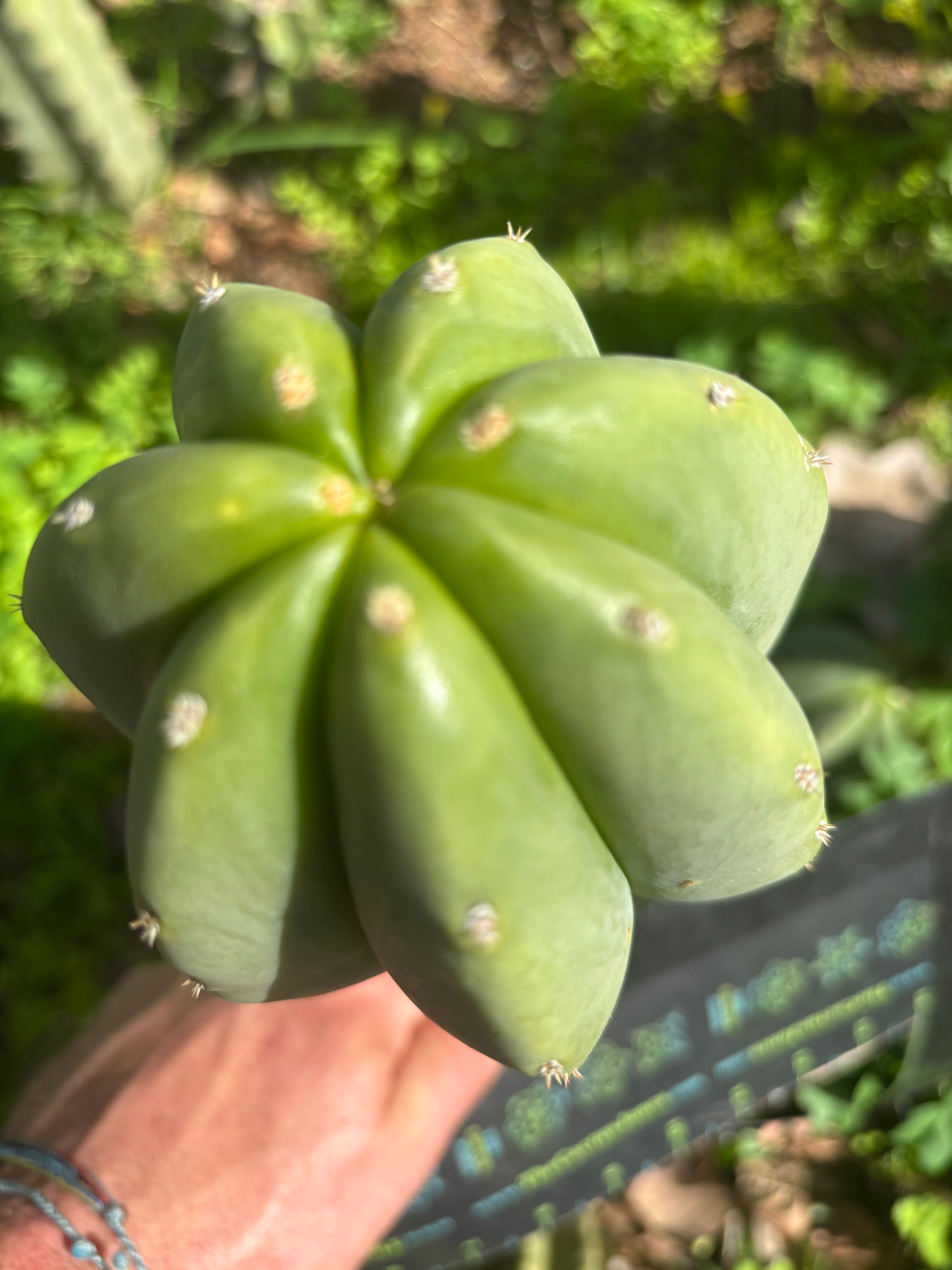 👑🌶️ Jonesy07 — FAT 10” Tip