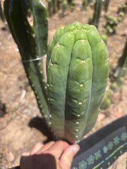💎👑🌶️🌶️ Ogun — FAT 10” Tip