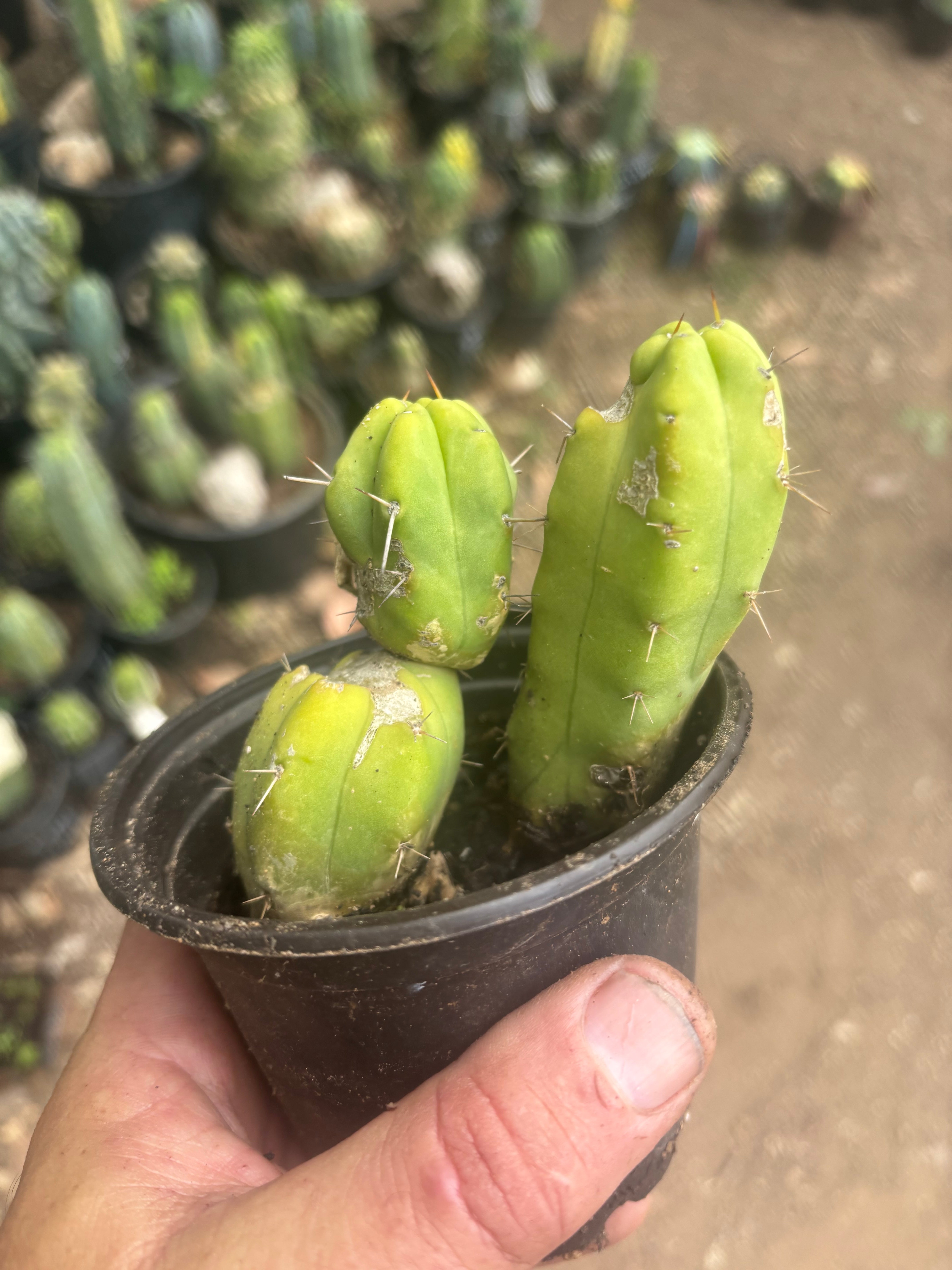 👑🌶️🌶️ Dulzura — Two Lil’ Rooted Tips