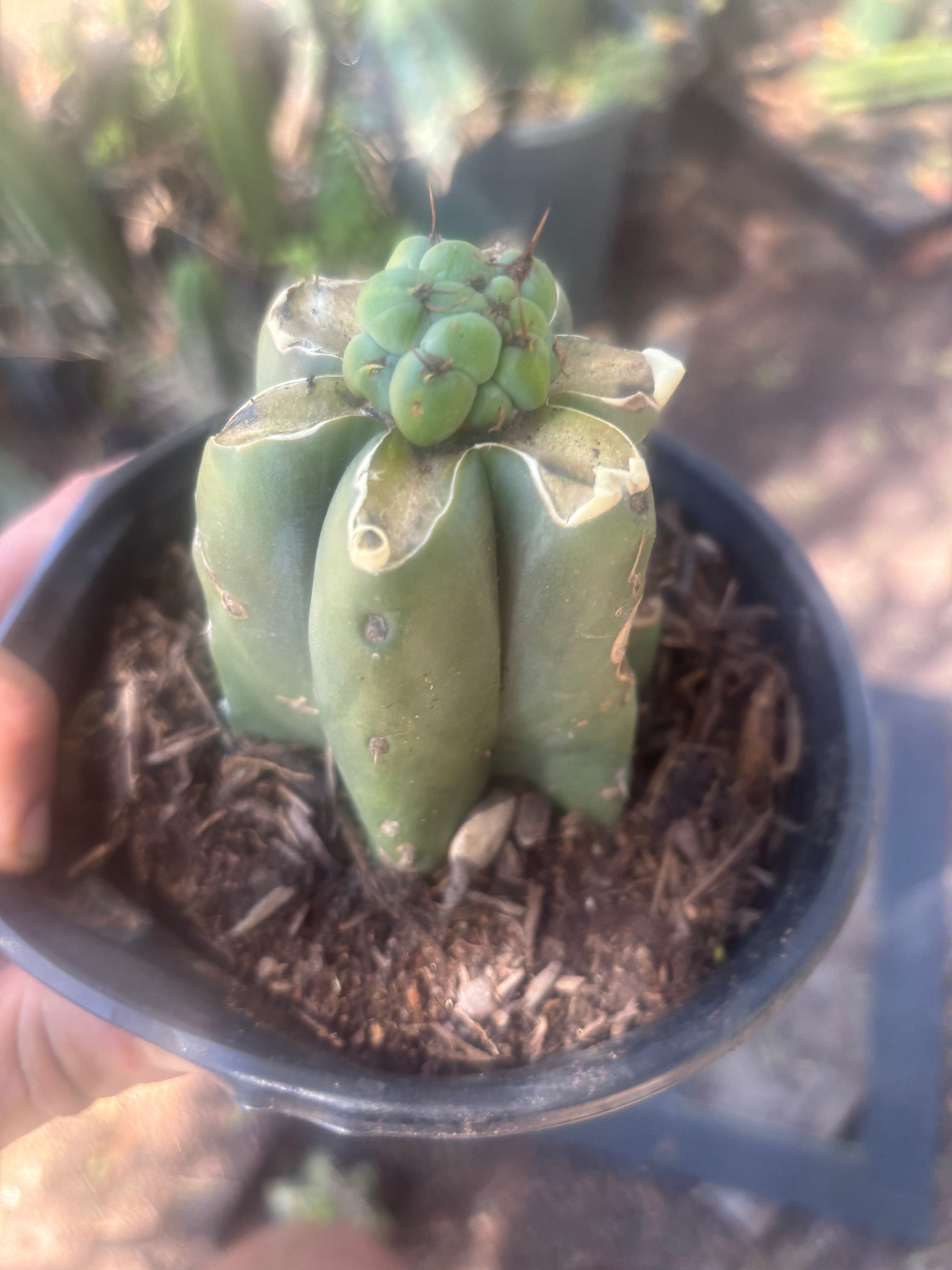 💎🌶️🌶️ NOM — Pup Graft on Rooted Pierre
