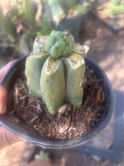 💎🌶️🌶️ NOM — Pup Graft on Rooted Pierre
