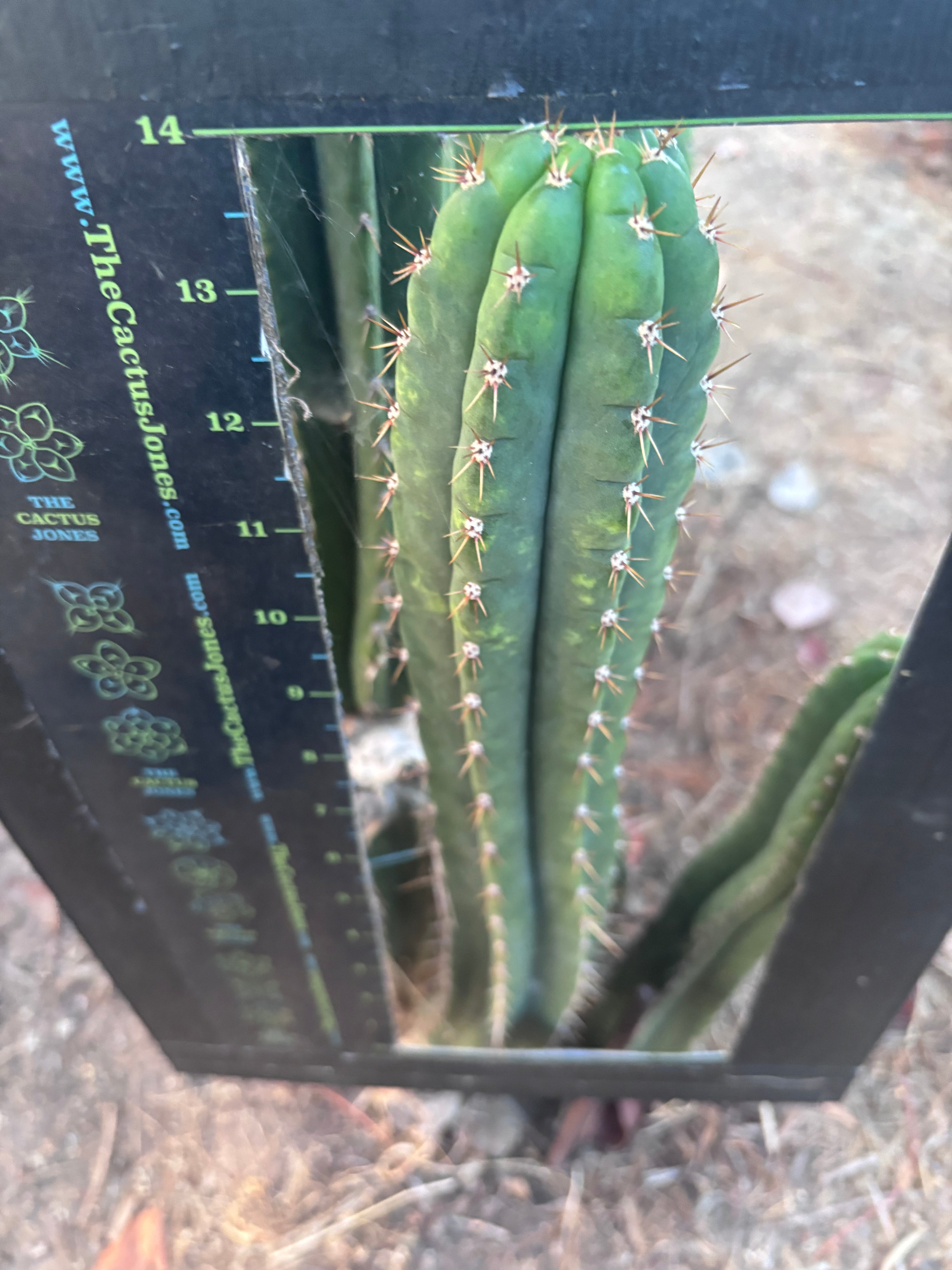 👑🌶️ KK339 — 14” Tip