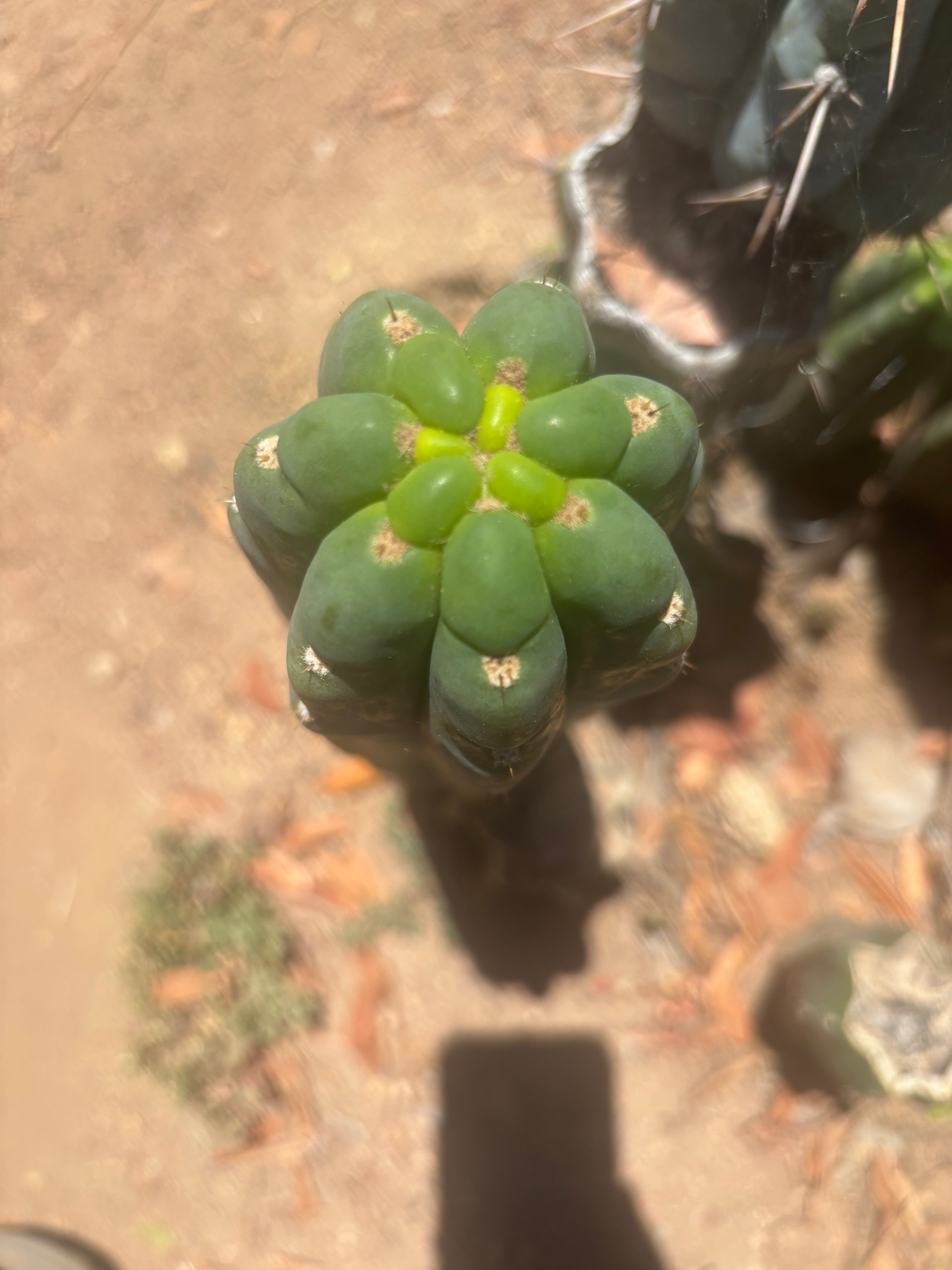 👑🌶️  Ichoca — 8” Tip