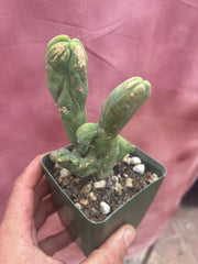 👑💎🌶️🌶️ TBMC — Rooted 6”