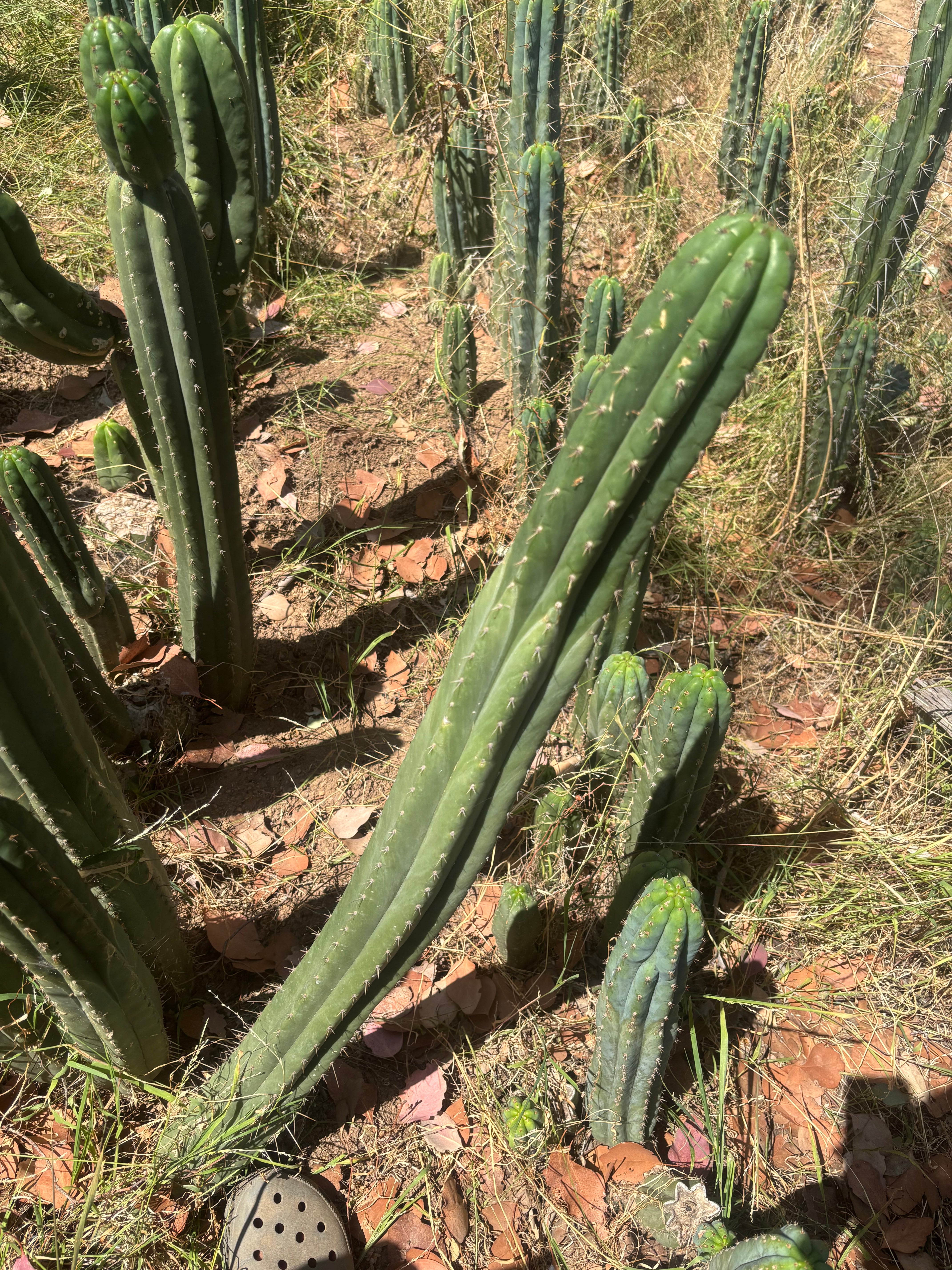 💎👑🌶️ KK339 — 3 1/2 Feet! (42 Inch Column, w/ Roots)