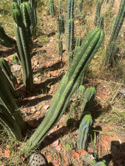 💎👑🌶️ KK339 — 3 1/2 Feet! (42 Inch Column, w/ Roots)