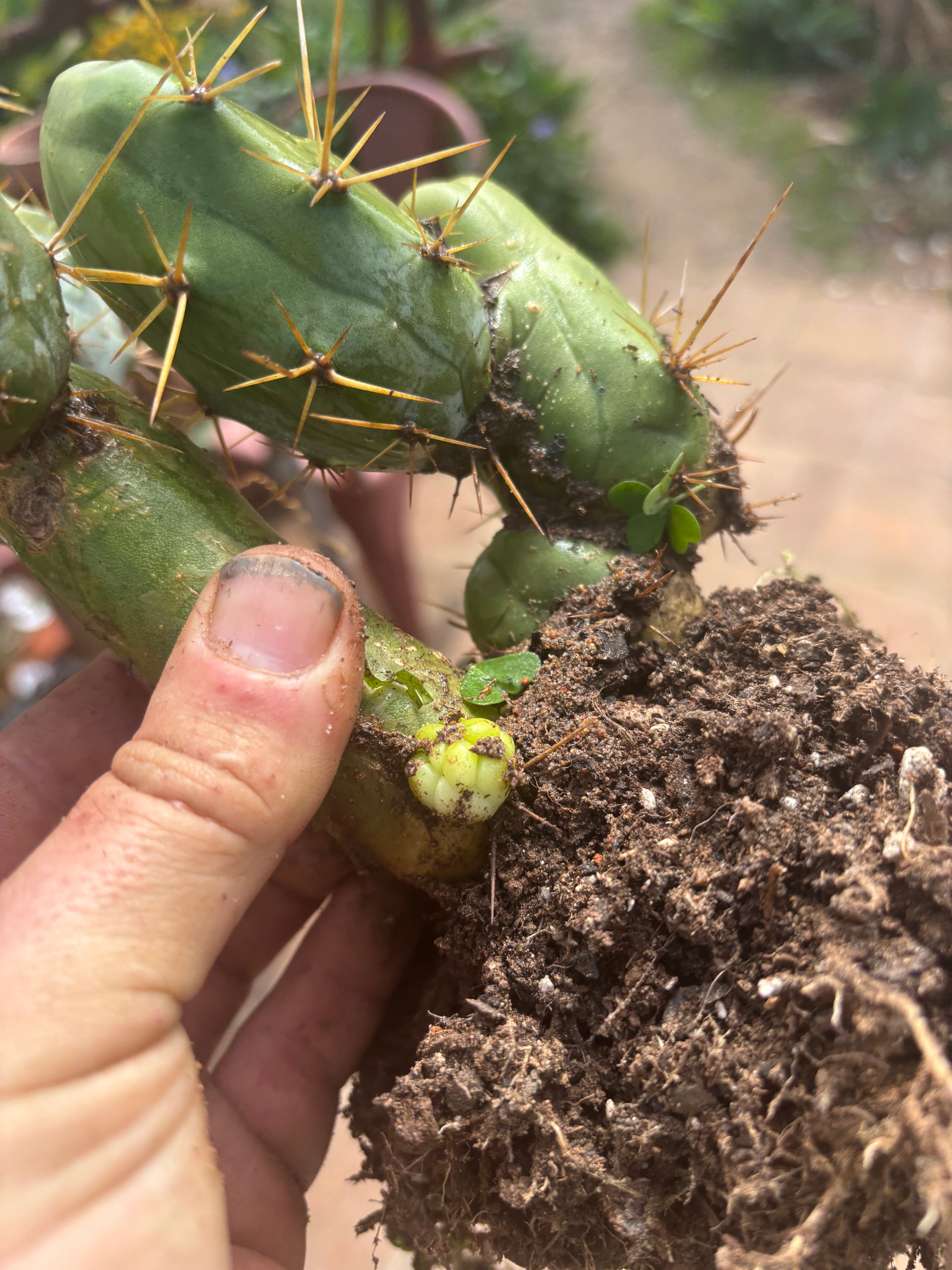 👑🌶️🌶️  TBM  Clone B — XL Rooted Cluster