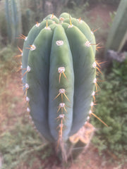 💎👑🌶️ CGG — MASSIVE 17” Melon