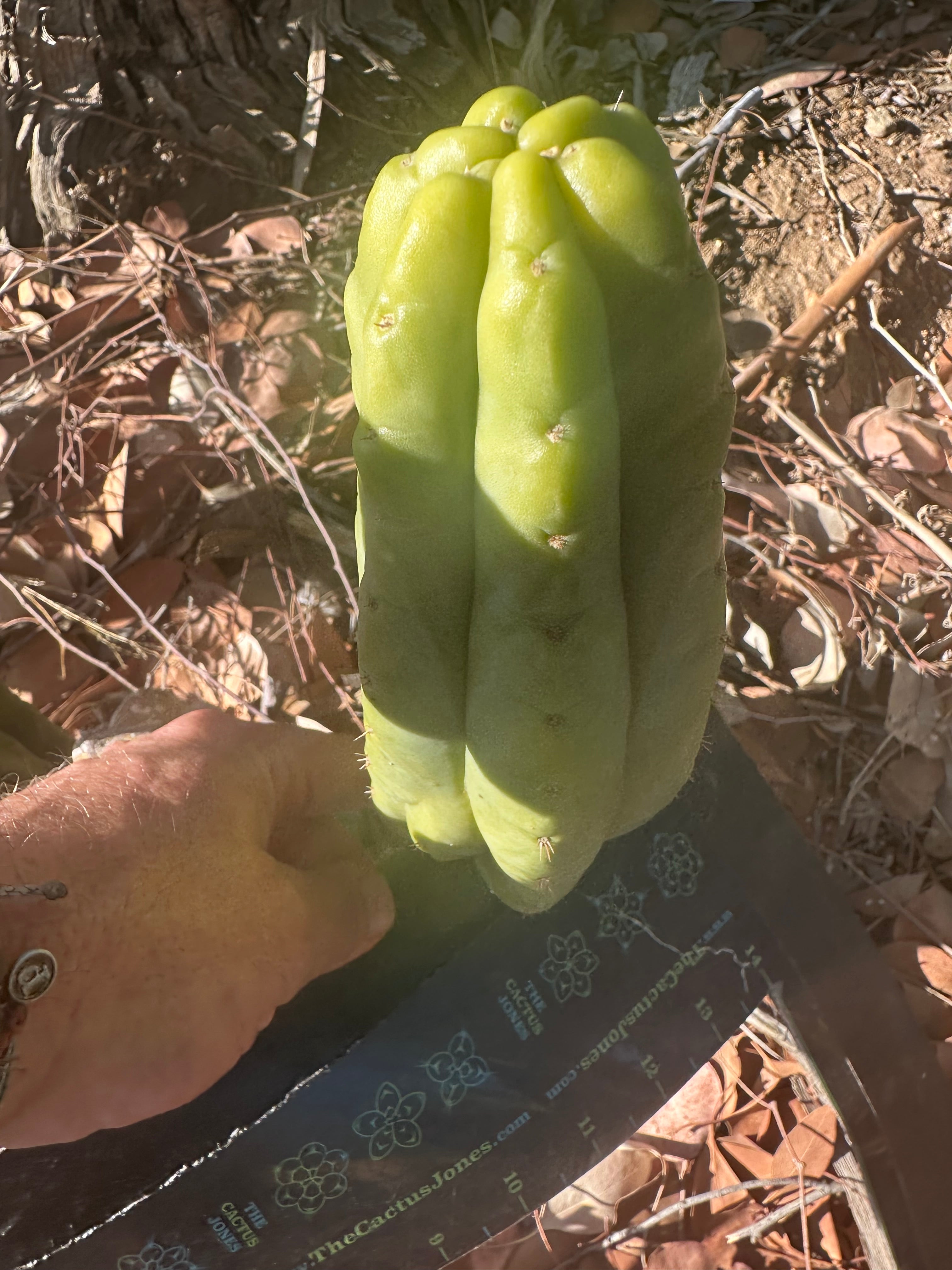 👑🌶️🌶️ Ogun — Another 9” Pup