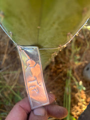 💎👑💎 Q-Tip — Chonky 6” Tip