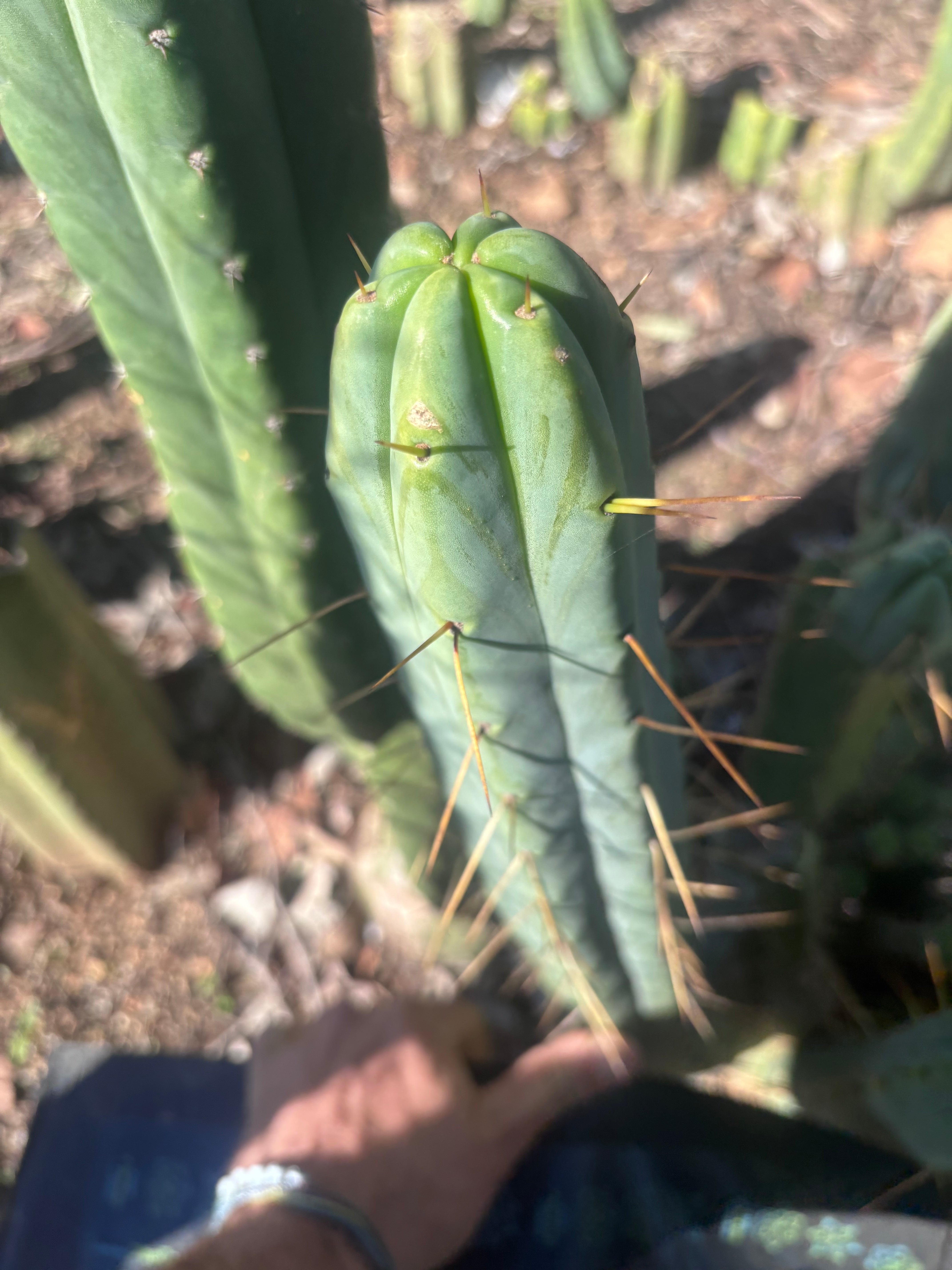 👑🌶️ BBB — XL 15” Tip