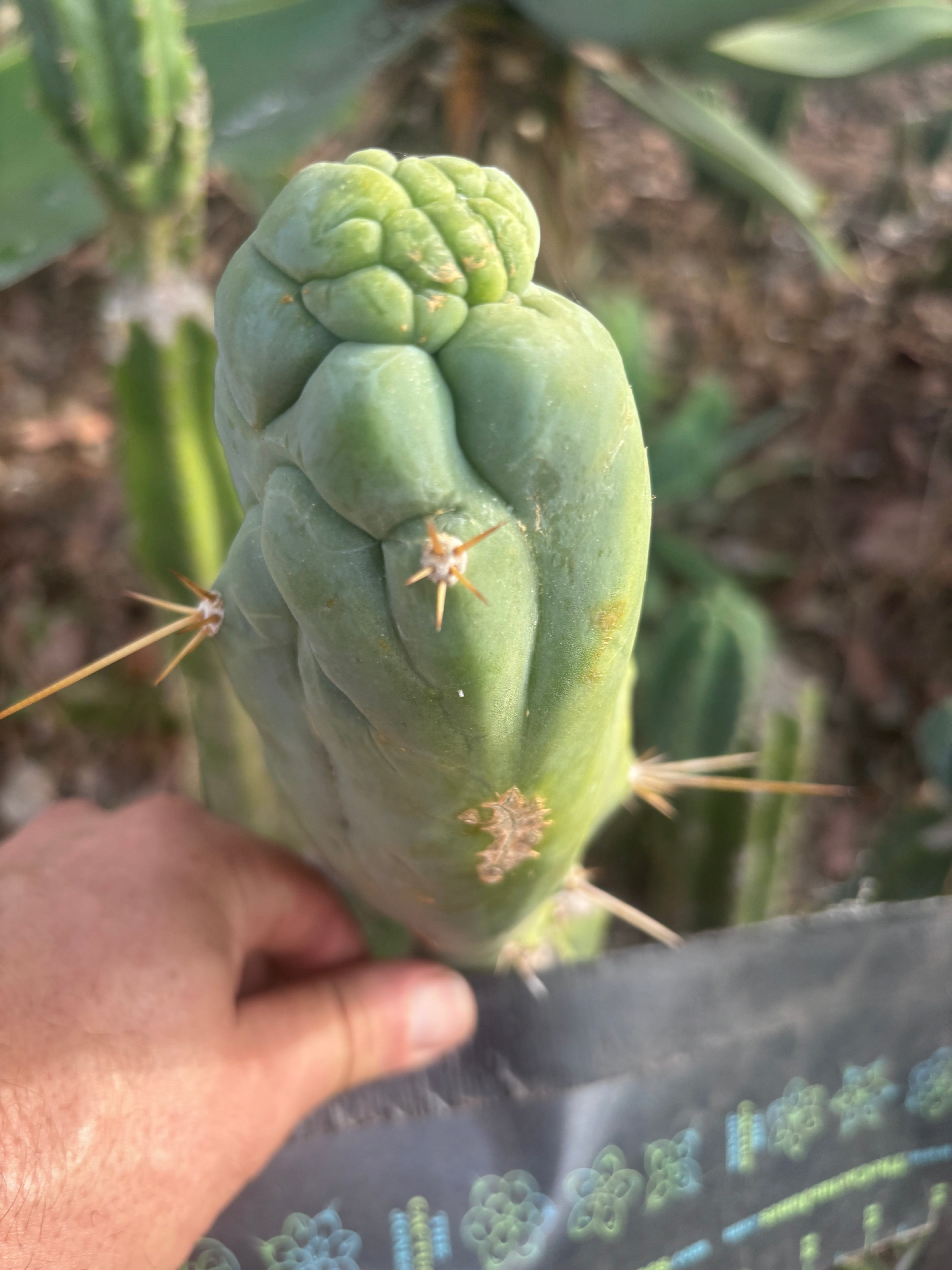 💎👑 Bruce’s Dragon — Chonky 7” Tip