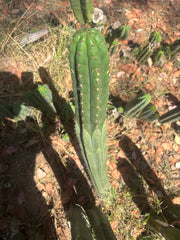 💎👑🌶️ KK339 — 3 1/2 Feet! (42 Inch Column, w/ Roots)