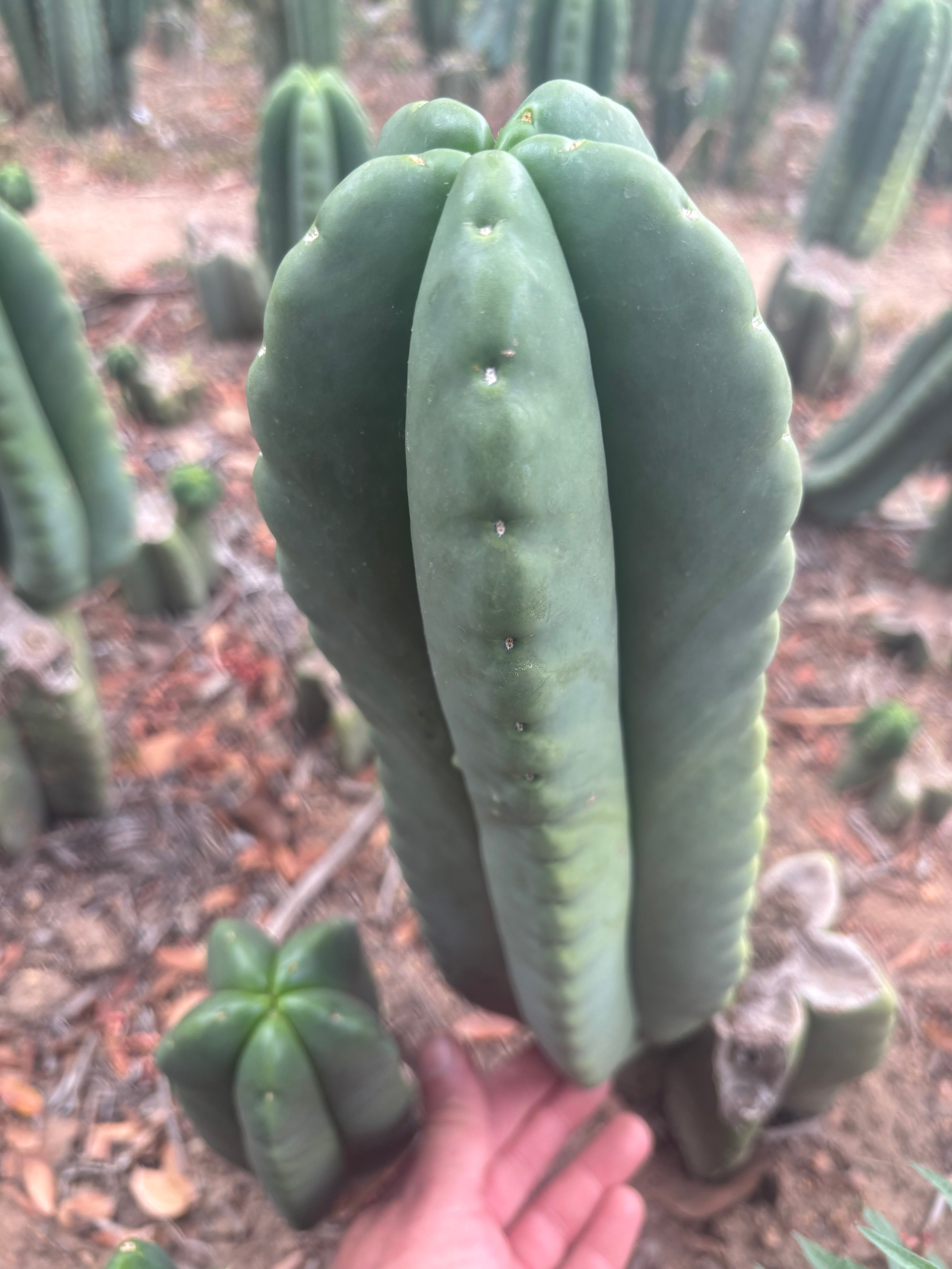 💎👑💎🌶️ Ferah — 13” Beast Pup