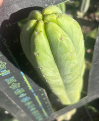 💎👑🌶️🌶️ Ogun — XL 15” Pup