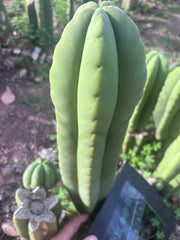 👑💎 Aussie Scop — XL 14” Tip