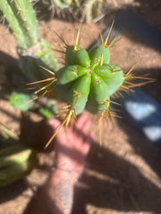 👑🌶️🌶️  Lumberjack — 15” Pup