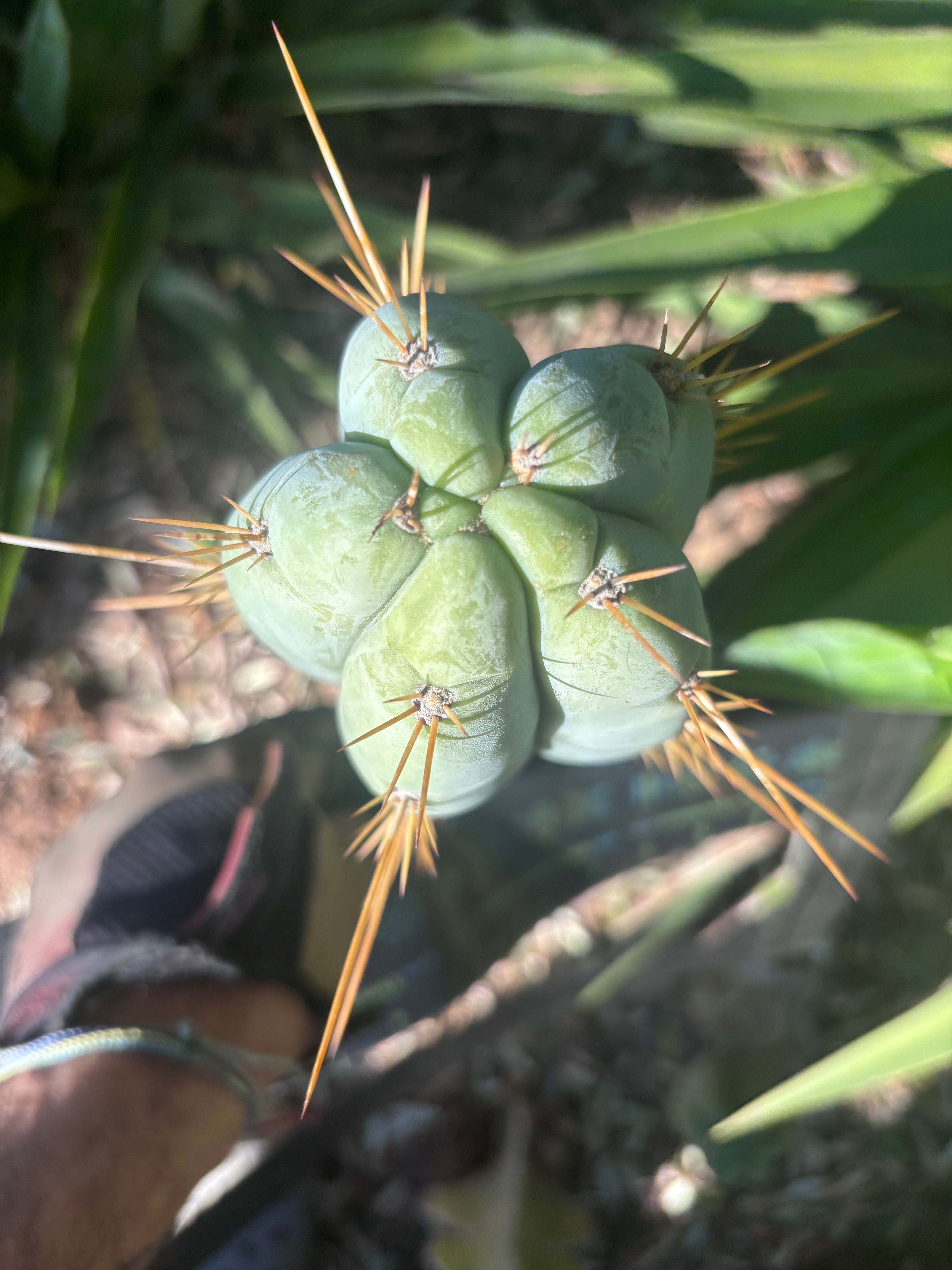 👑 Lotusland Huanu —  Chonky 10” Tip
