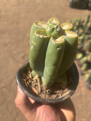 💎👑💎 SCB  — Pup Graft on Rooted Pierre