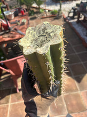 🌶️ SS02 x Kimura’s Spiny Giant   — Massive NOTCHY 14” Mid