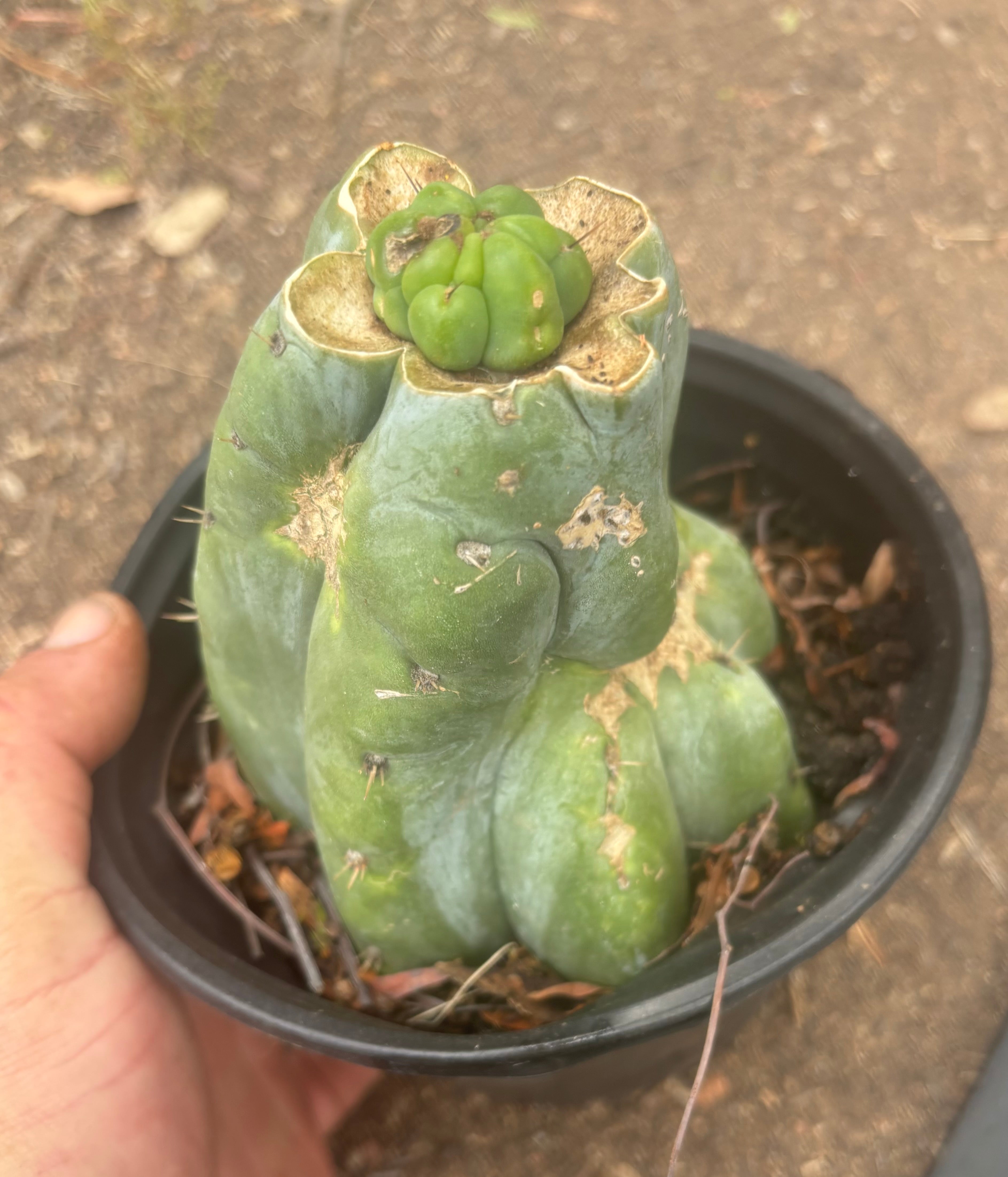 💎👑💎 Havran — Pup Graft on Rooted Shine01