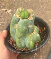 💎👑💎 Havran — Pup Graft on Rooted Shine01