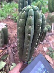 👑🌶️  Ichoca — 8.5” Pup