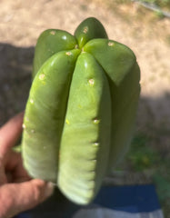 👑 Aussie Scop — 9” Melon Pup