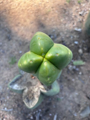 💎👑💎🌶️ And Another … FourWang Ferah Chub Muffin