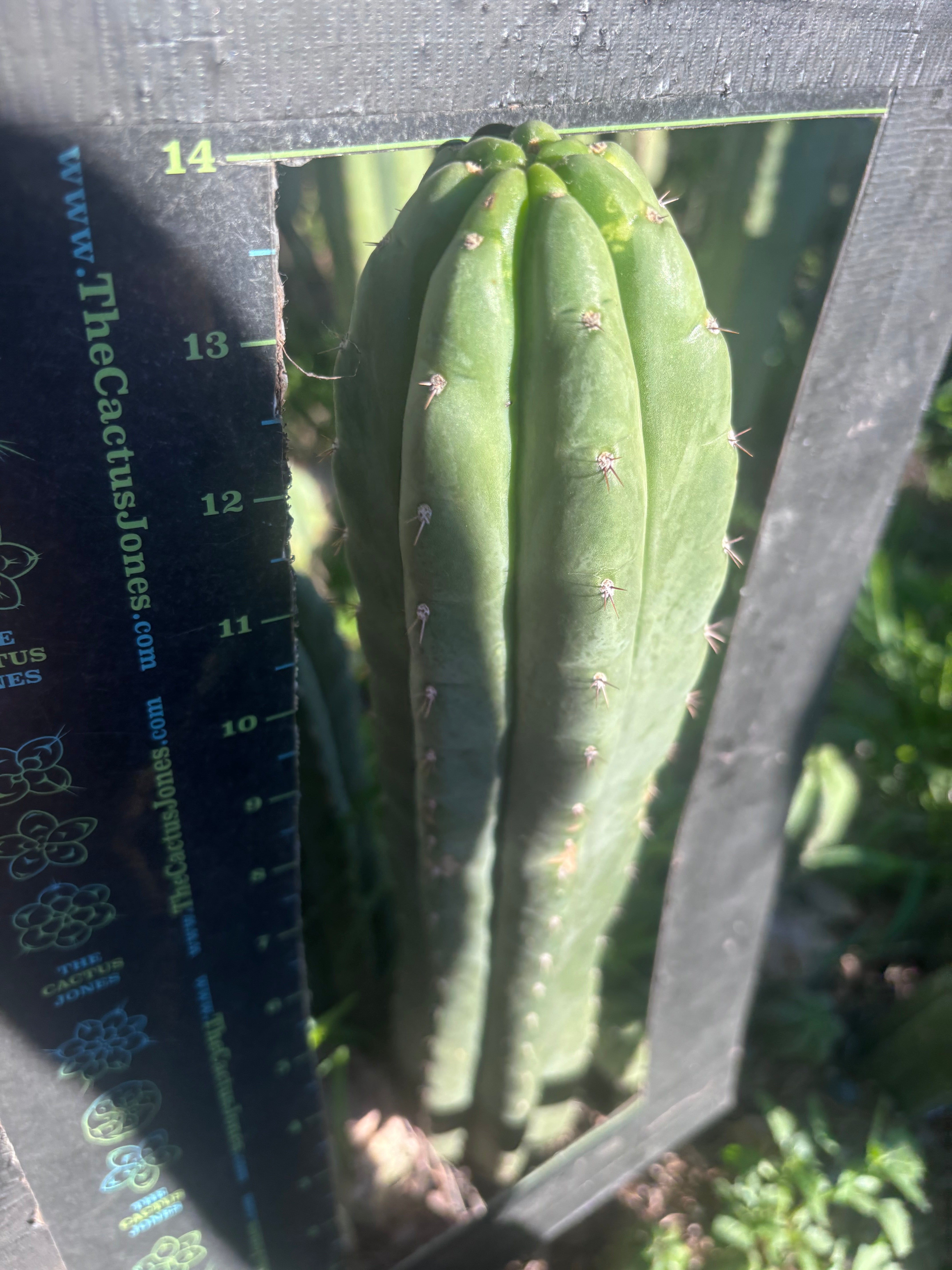 👑🌶️ Blue Ecuador — XL 14” Tip