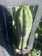 👑🌶️ Blue Ecuador — XL 14” Tip