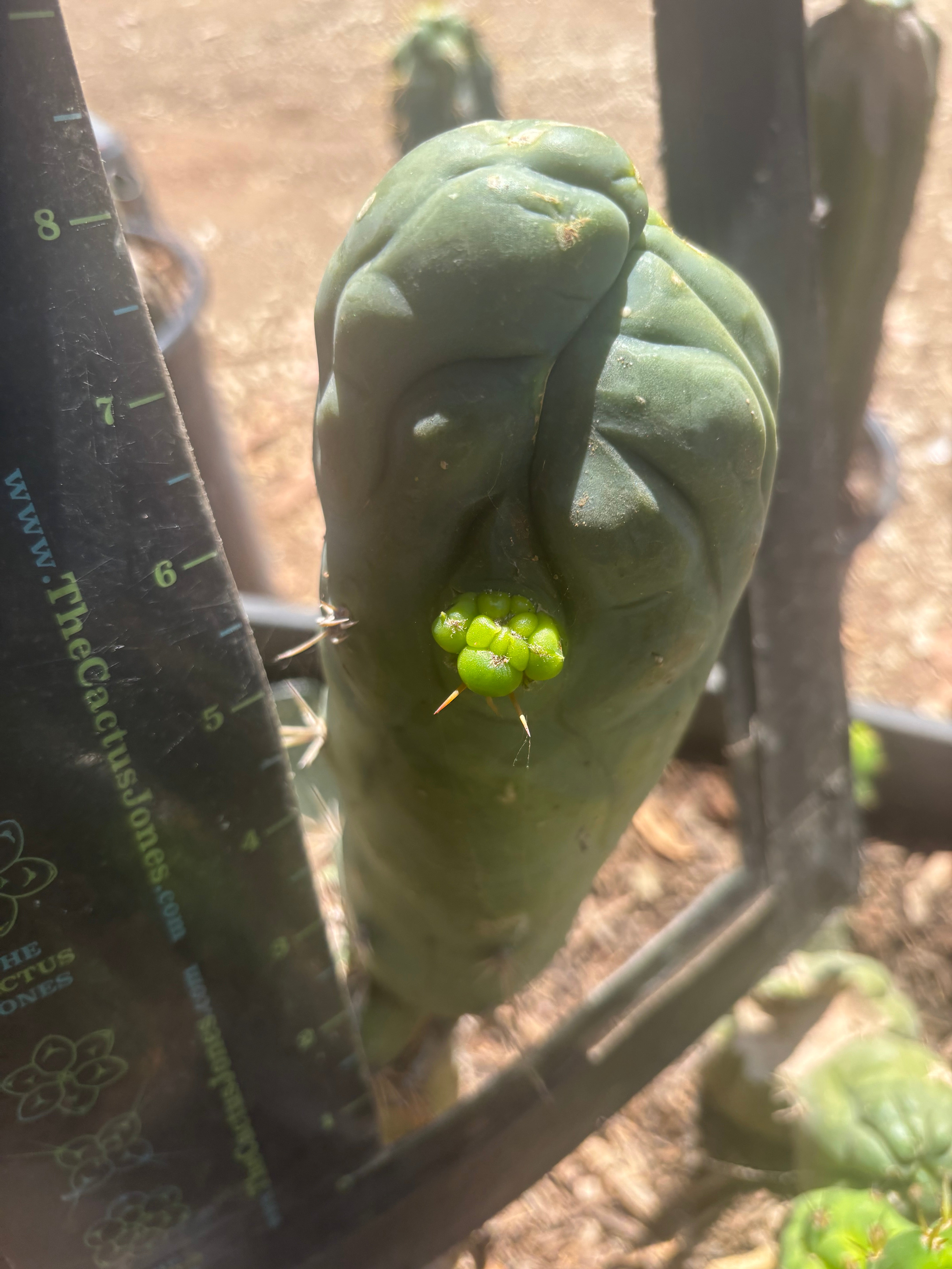 💎👑🐉 Bruce’s Dragon — Thick 8” Pup
